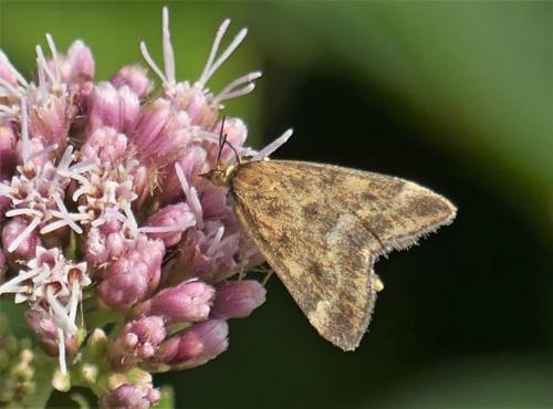 Réf. 237 482 : Pyrausta despicata